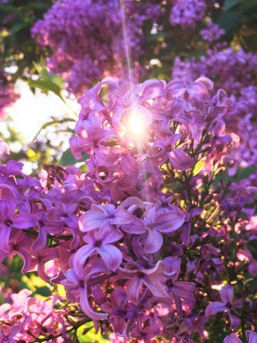 light rays through the lilacs